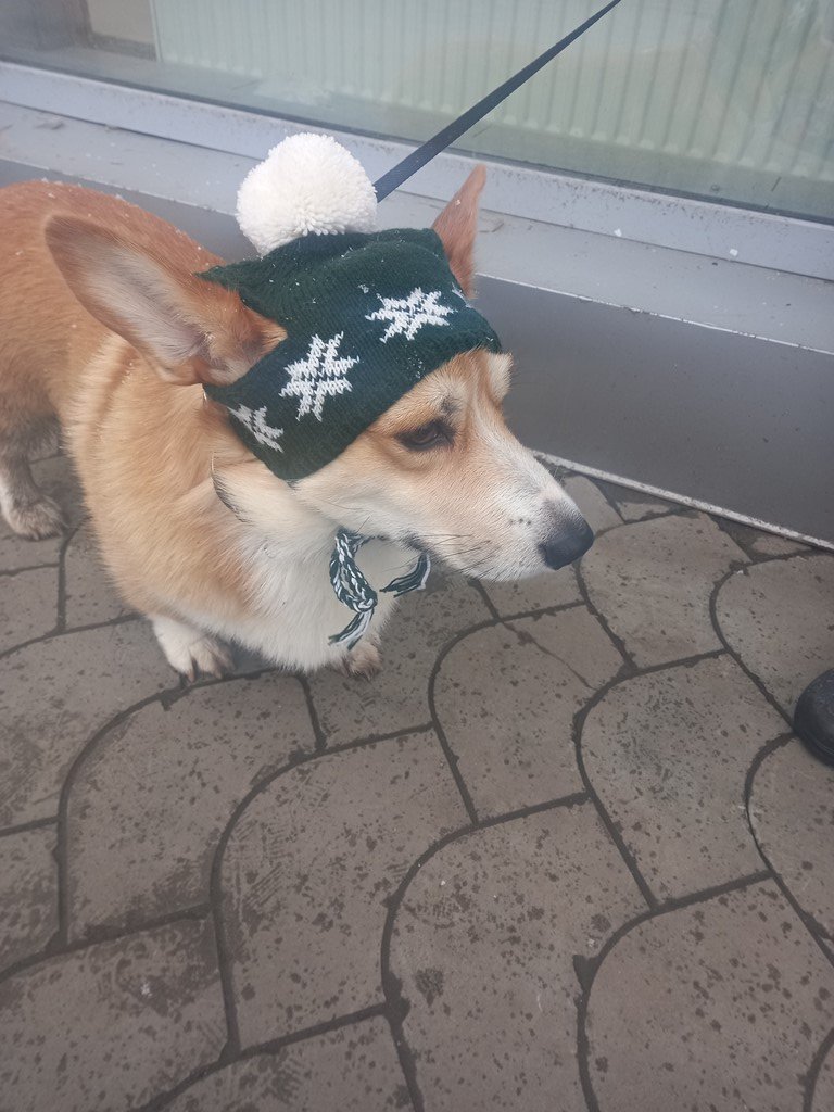 Шапка для собаки