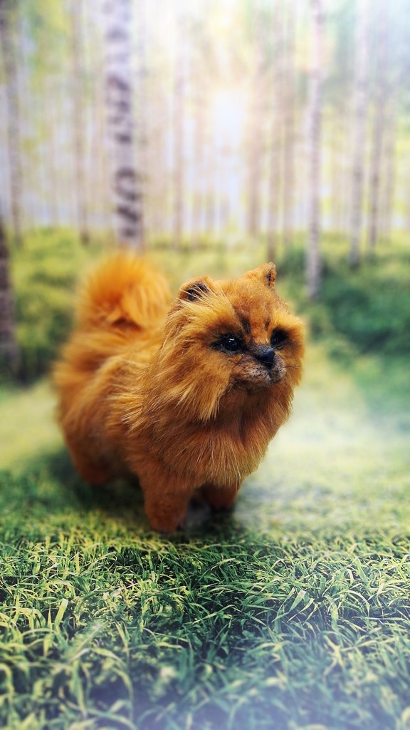 Щенок шпица