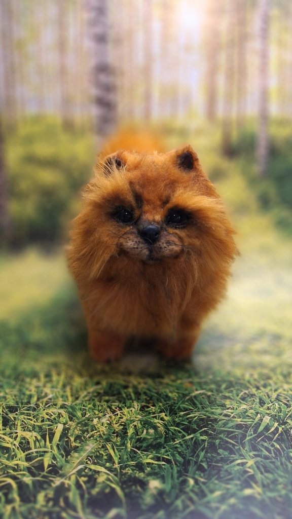 Щенок шпица