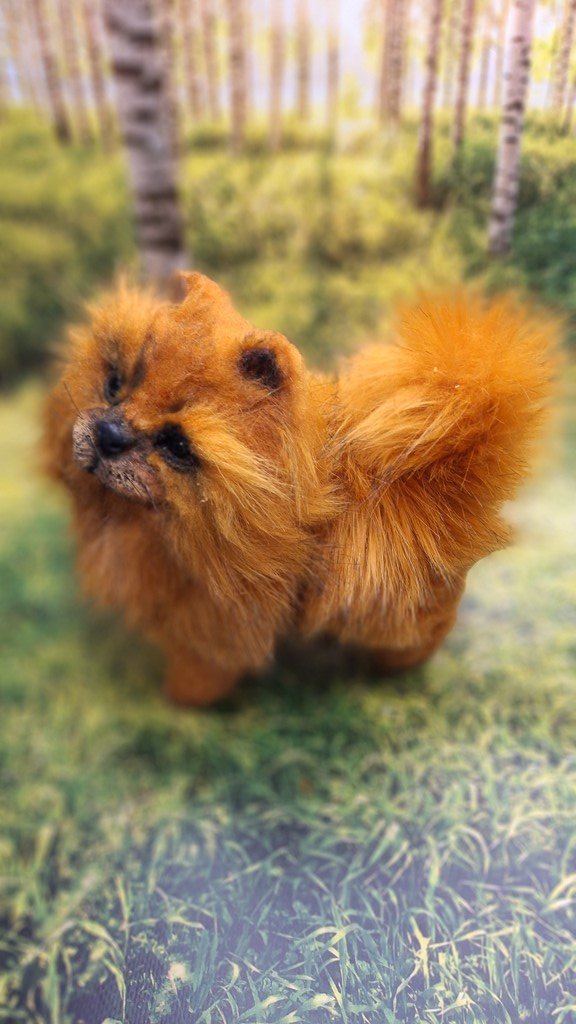 Щенок шпица