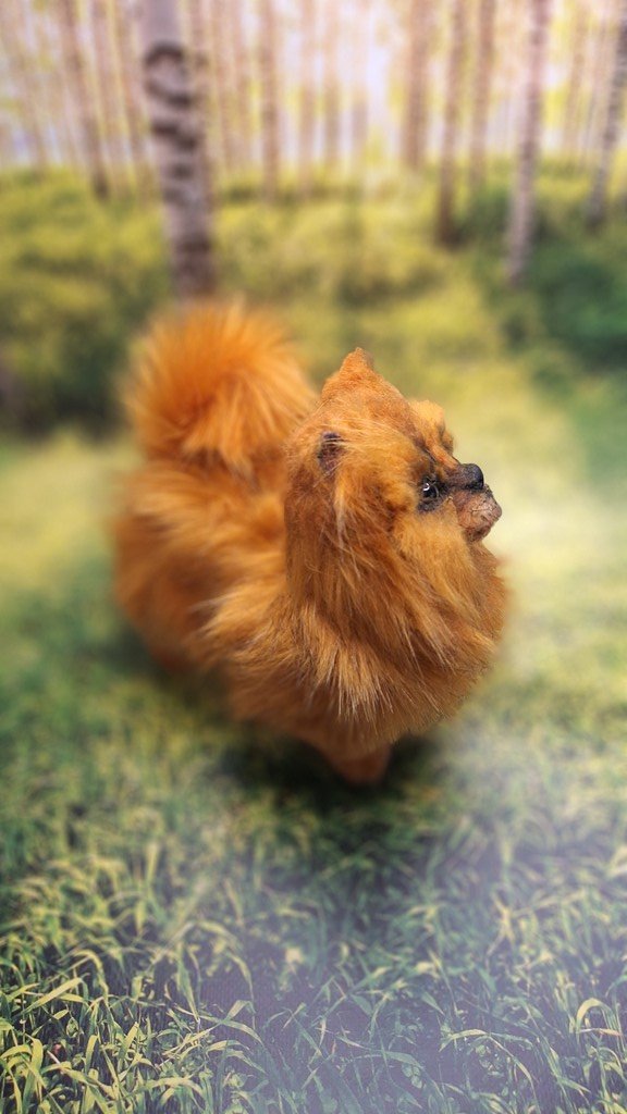 Щенок шпица