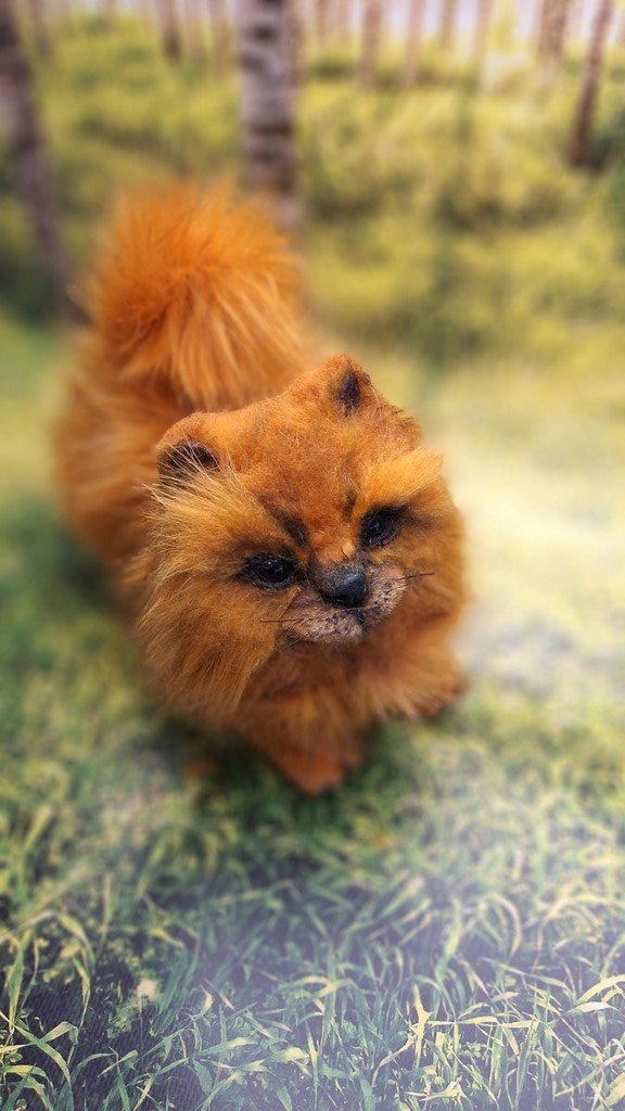 Щенок шпица