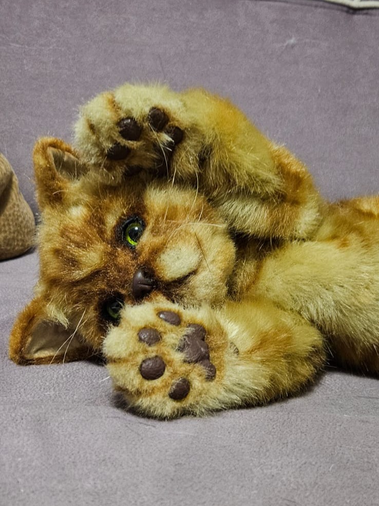 Рыжий котик