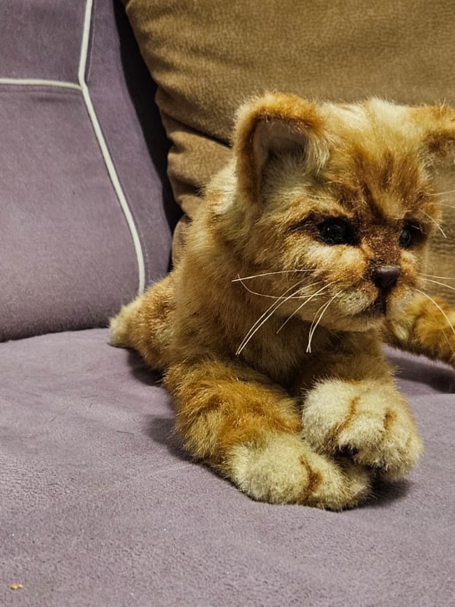 Рыжий котик