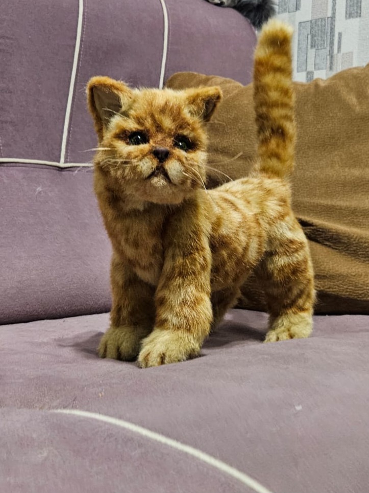 Рыжий котик