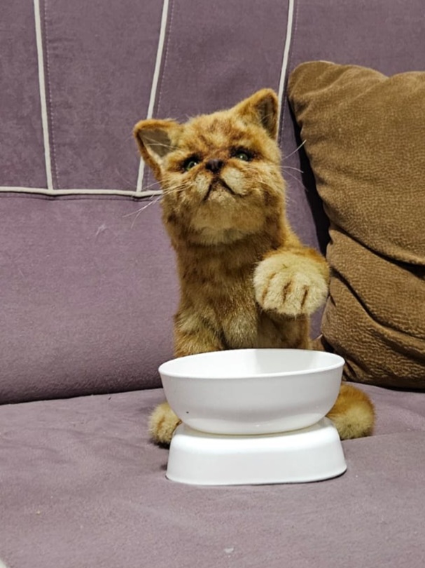 Рыжий котик