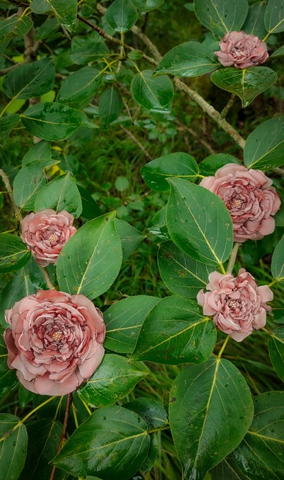 Брошь роза Остинка