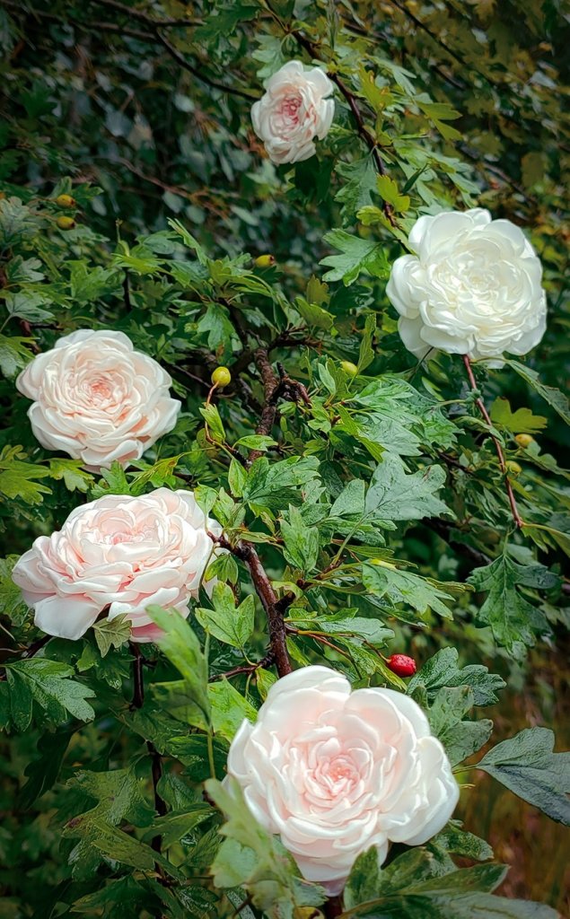 Брошь Остинка