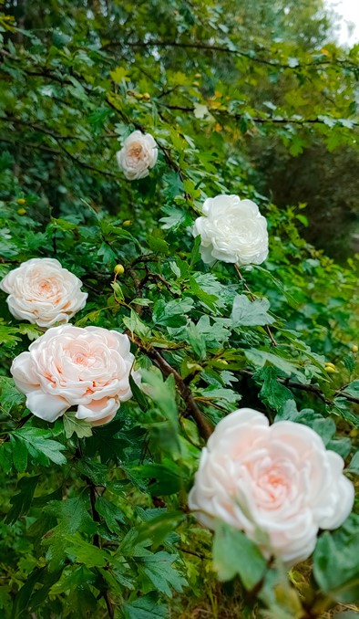 Брошь Остинка