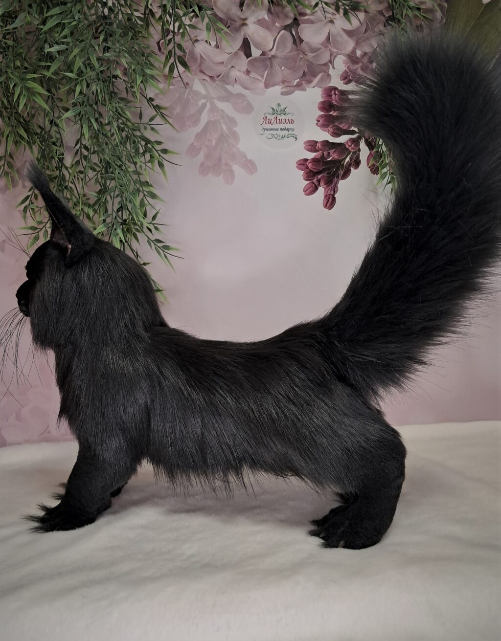 Кот МЭЙН-КУН