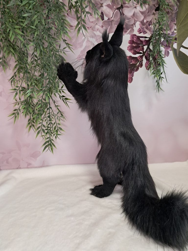 Кот МЭЙН-КУН