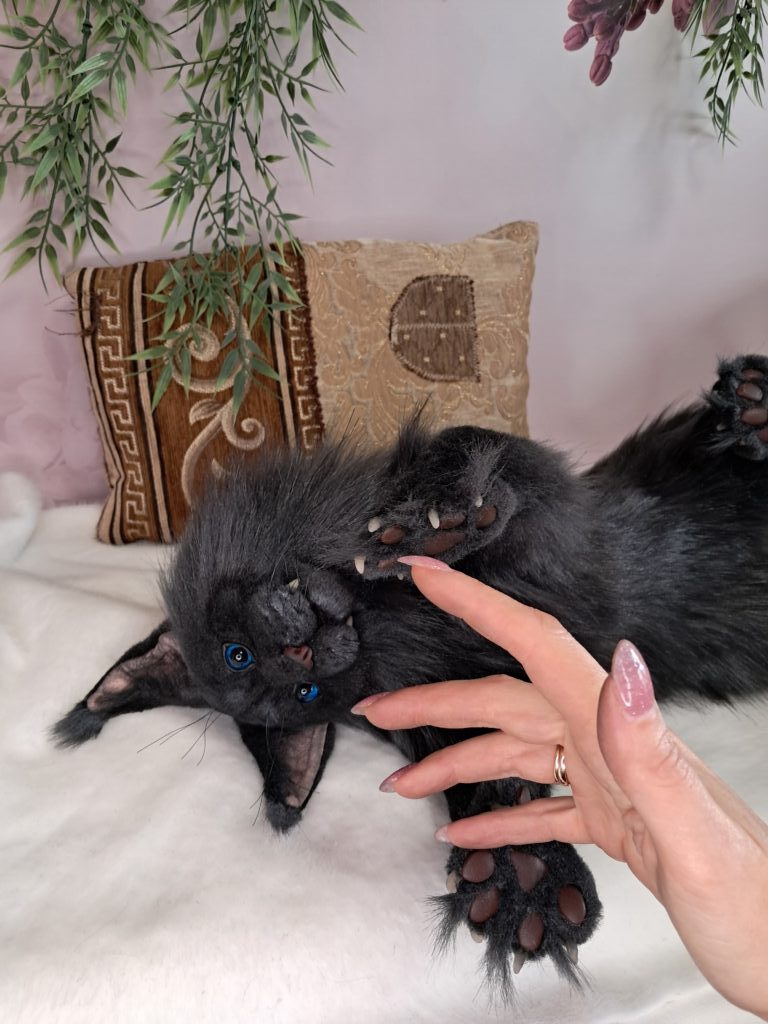 Кот МЭЙН-КУН