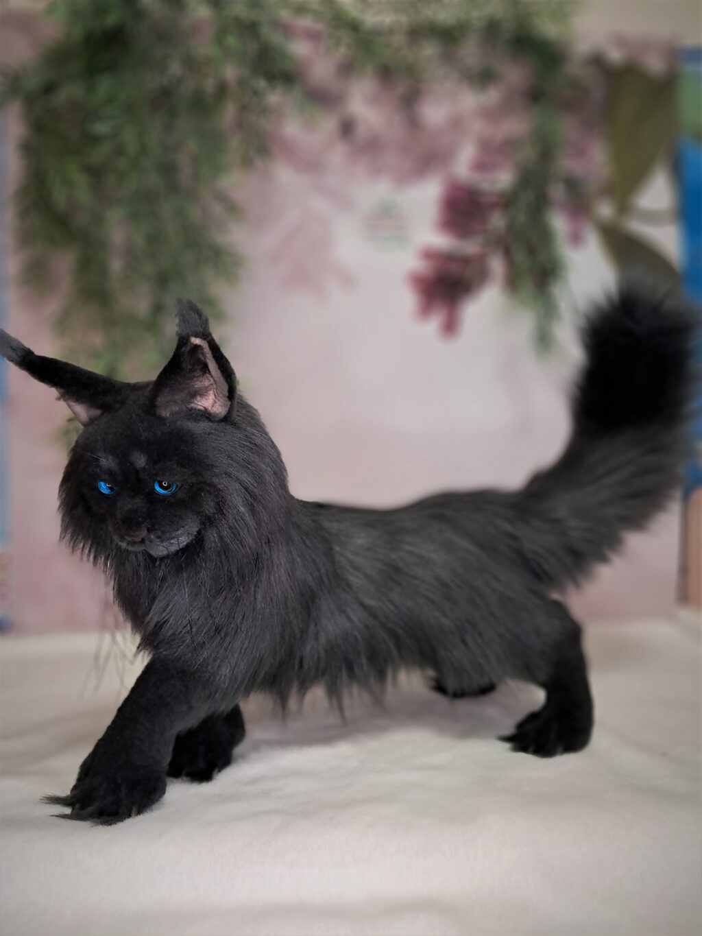 Кот МЭЙН-КУН